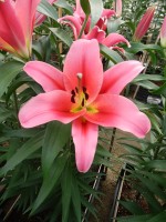 [5171 Muscat No02.JPG]